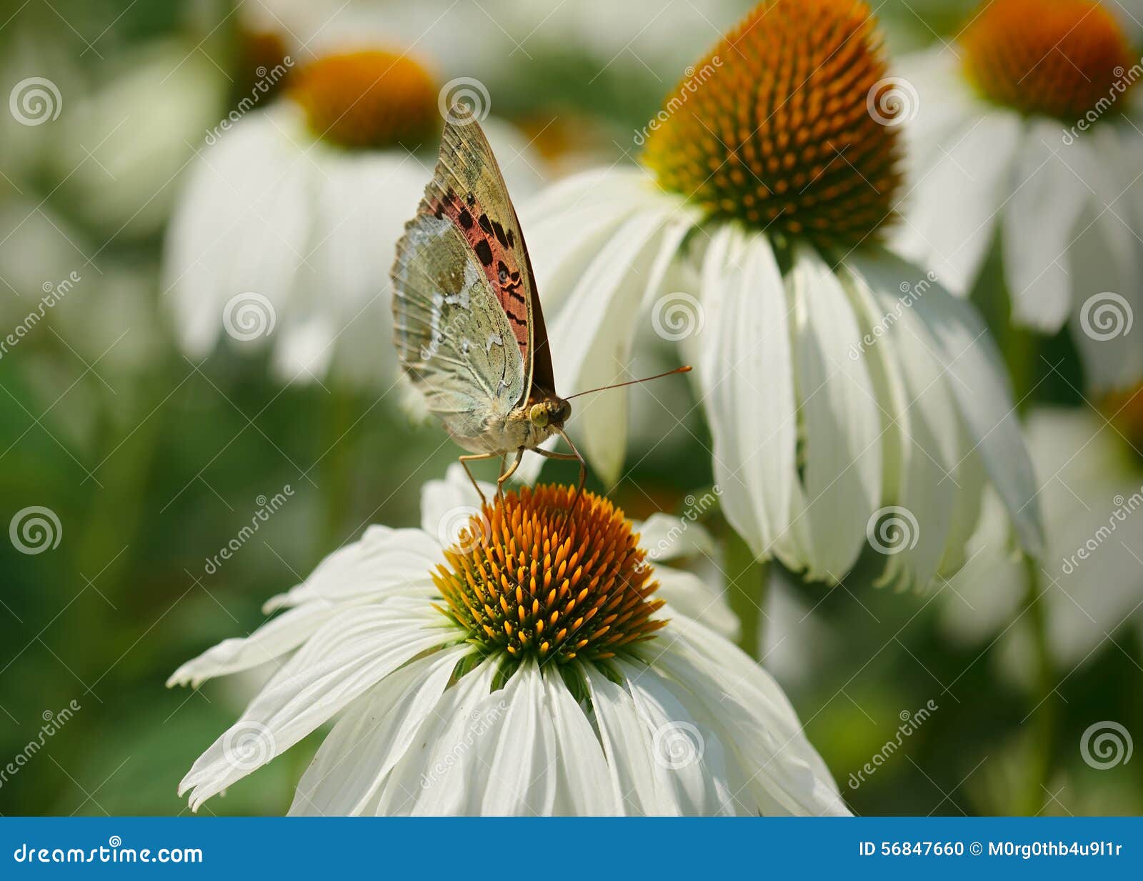 Butterfly on bloom. stock photo. Image of beautilful 56847660