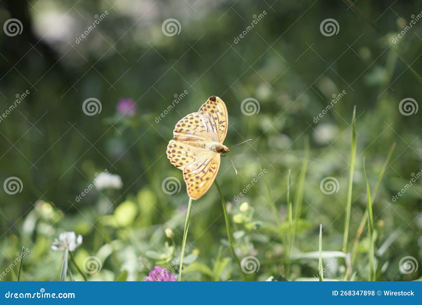 Butterfly on a Blossom Flower in the Field Stock Photo Image of