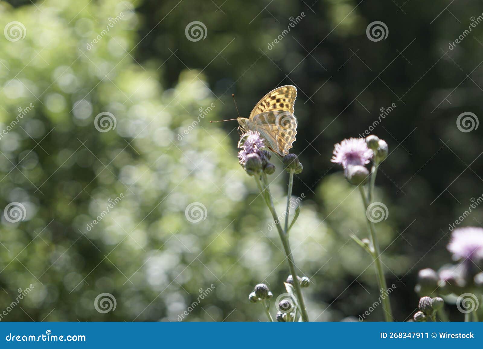 Butterfly on a Blossom Flower in the Field Stock Image Image of