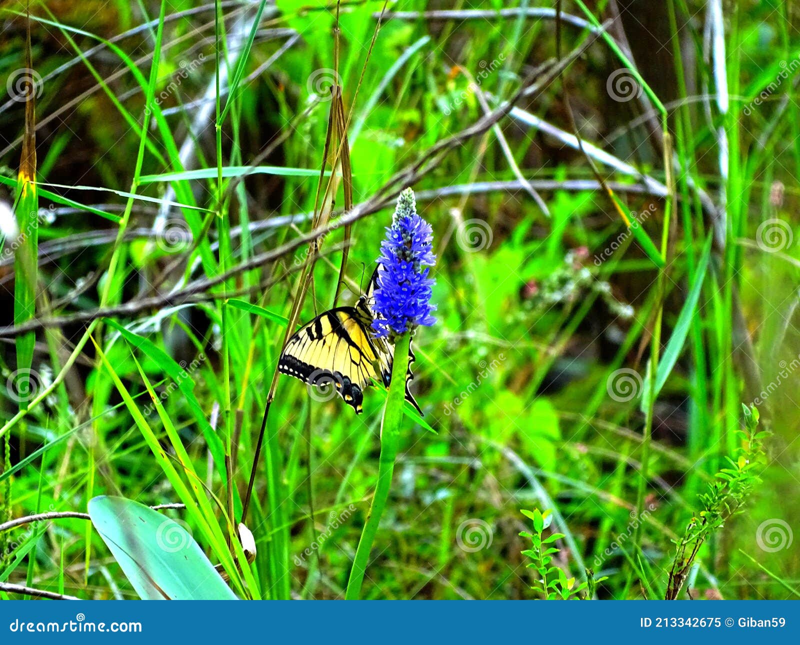 Butterfly and blue flower stock image. Image of filigree 213342675