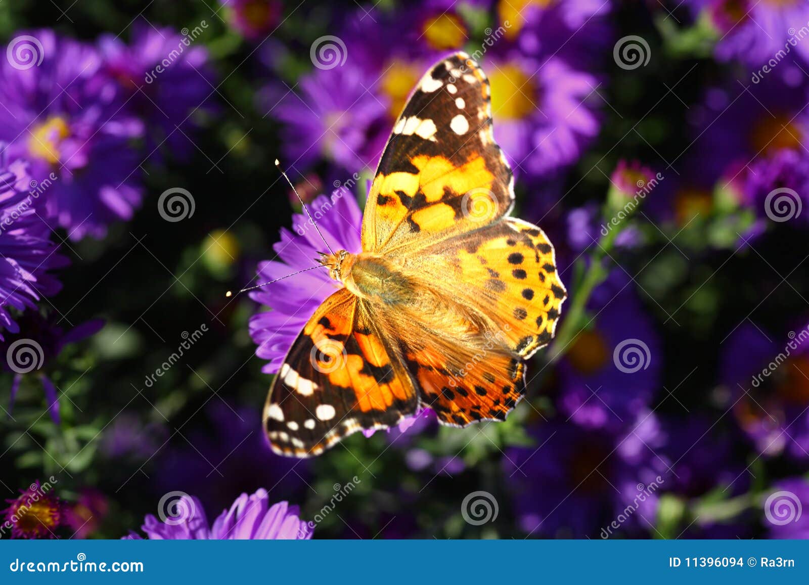 Butterfly on blue flowers stock photo. Image of flora - 11396094