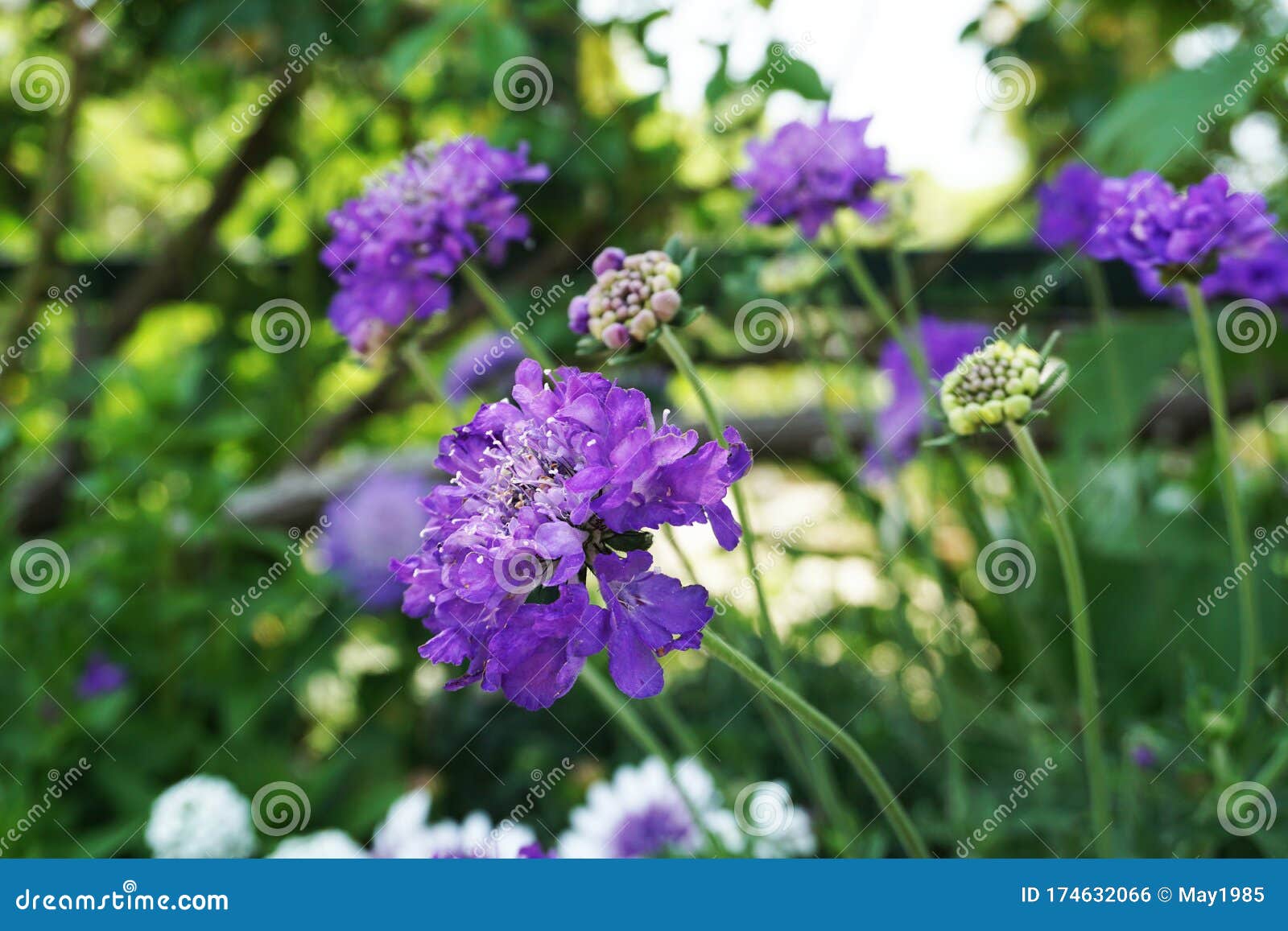 Butterfly Blue Pincushion Flower Blooming Stock Photo Image of bright