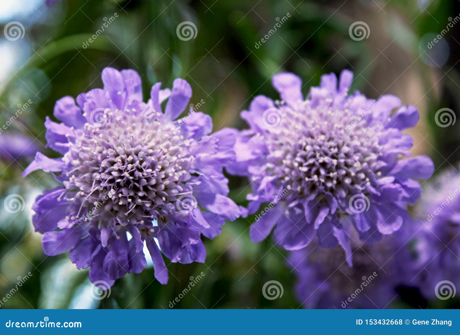 Butterfly Blue Pincushion Flowers Scabiosa Columbaria Stock Photo Image Of Sensation Medicine 153432668