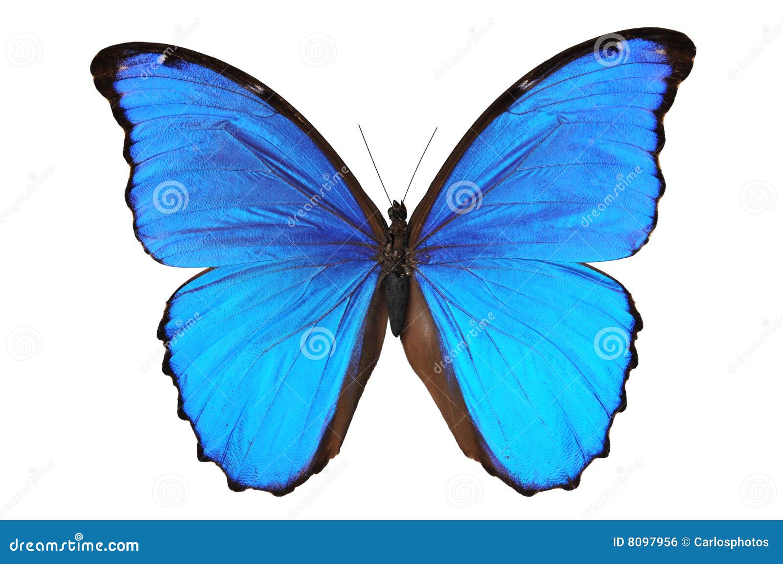 butterfly in blue tones