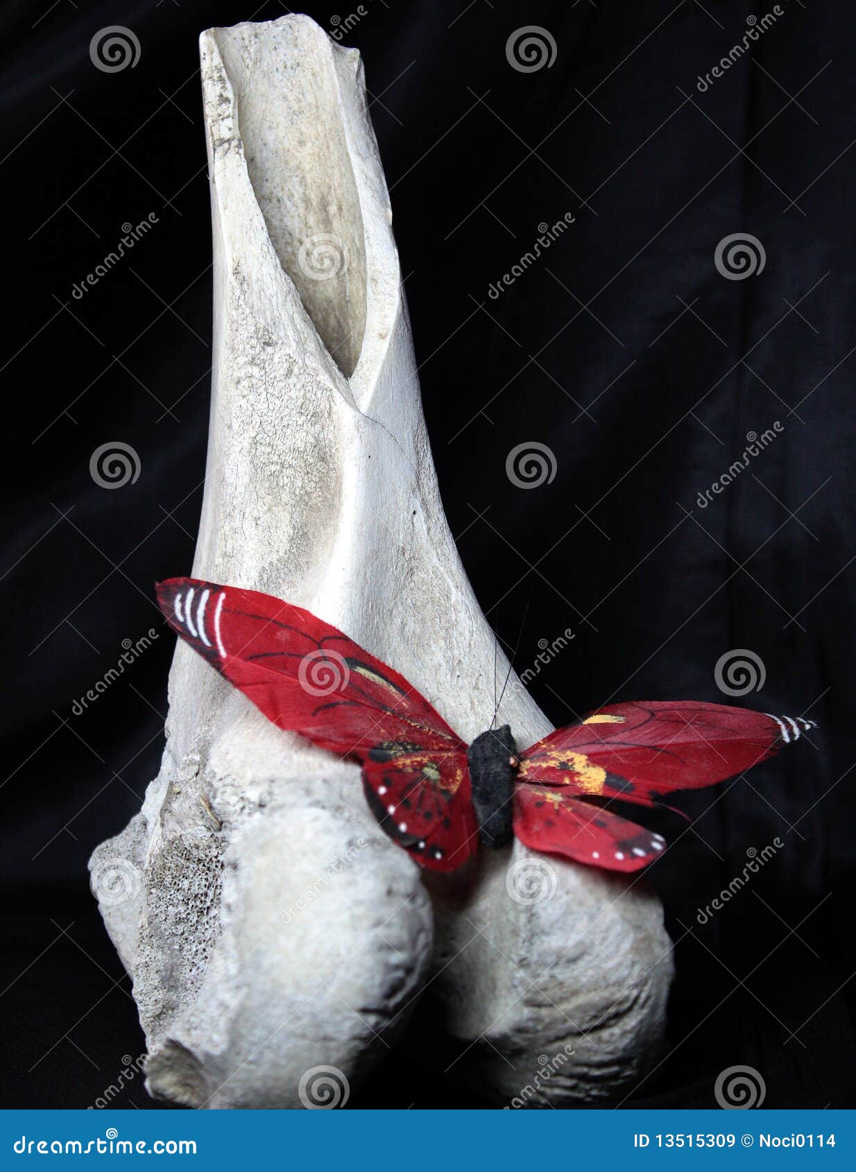 Butterfly in bone stock image. Image of anatomical, beauty 13515309