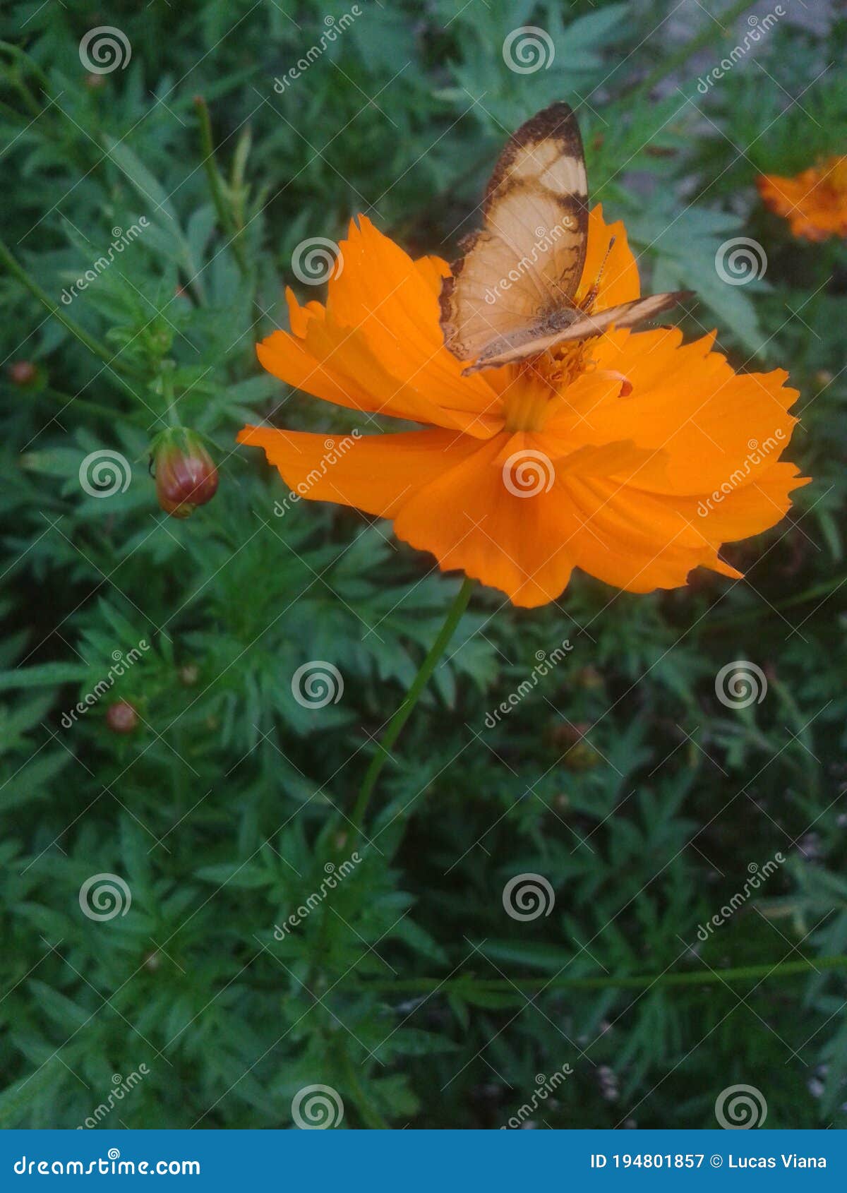 butterfly borboleta flower