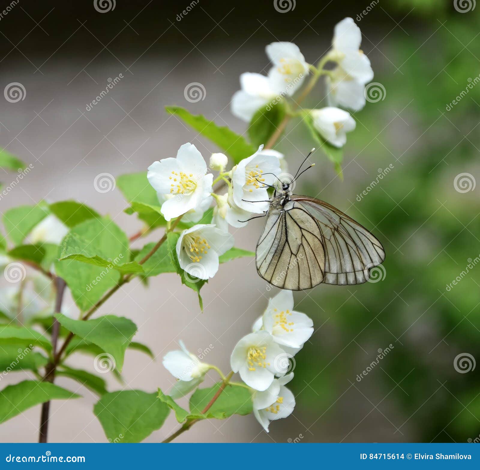 Butterfly on a Branch of Jasmine Stock Photo Image of green, botany