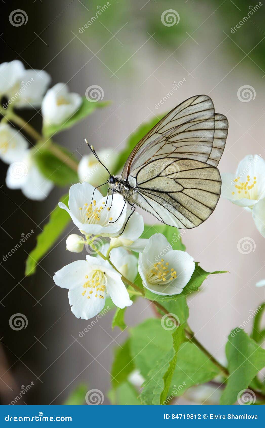 Butterfly on a Branch of Jasmine Stock Photo Image of nature