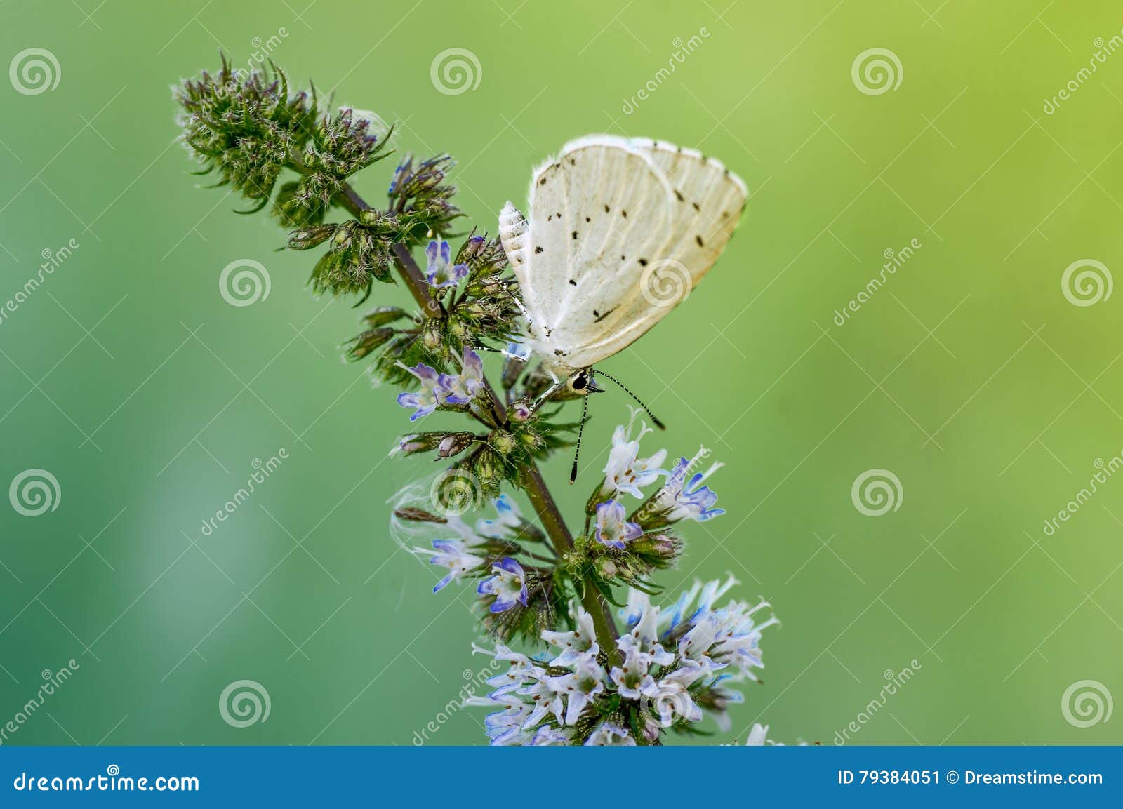 Butterfly on a Branch of Mint Stock Image Image of lycaenidae, macro 79384051
