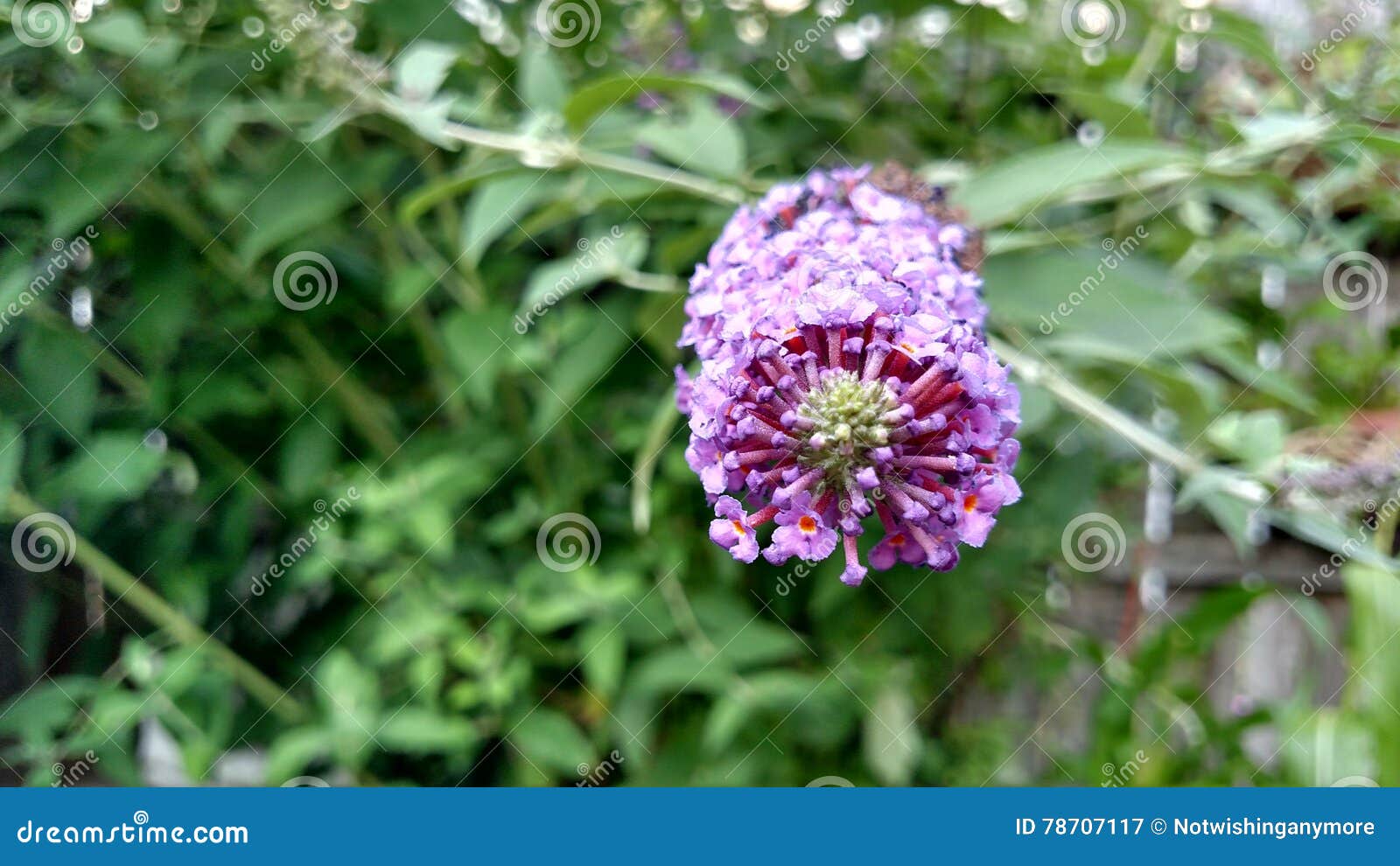Butterfly Bush stock image. Image of butterfly, michigan 78707117