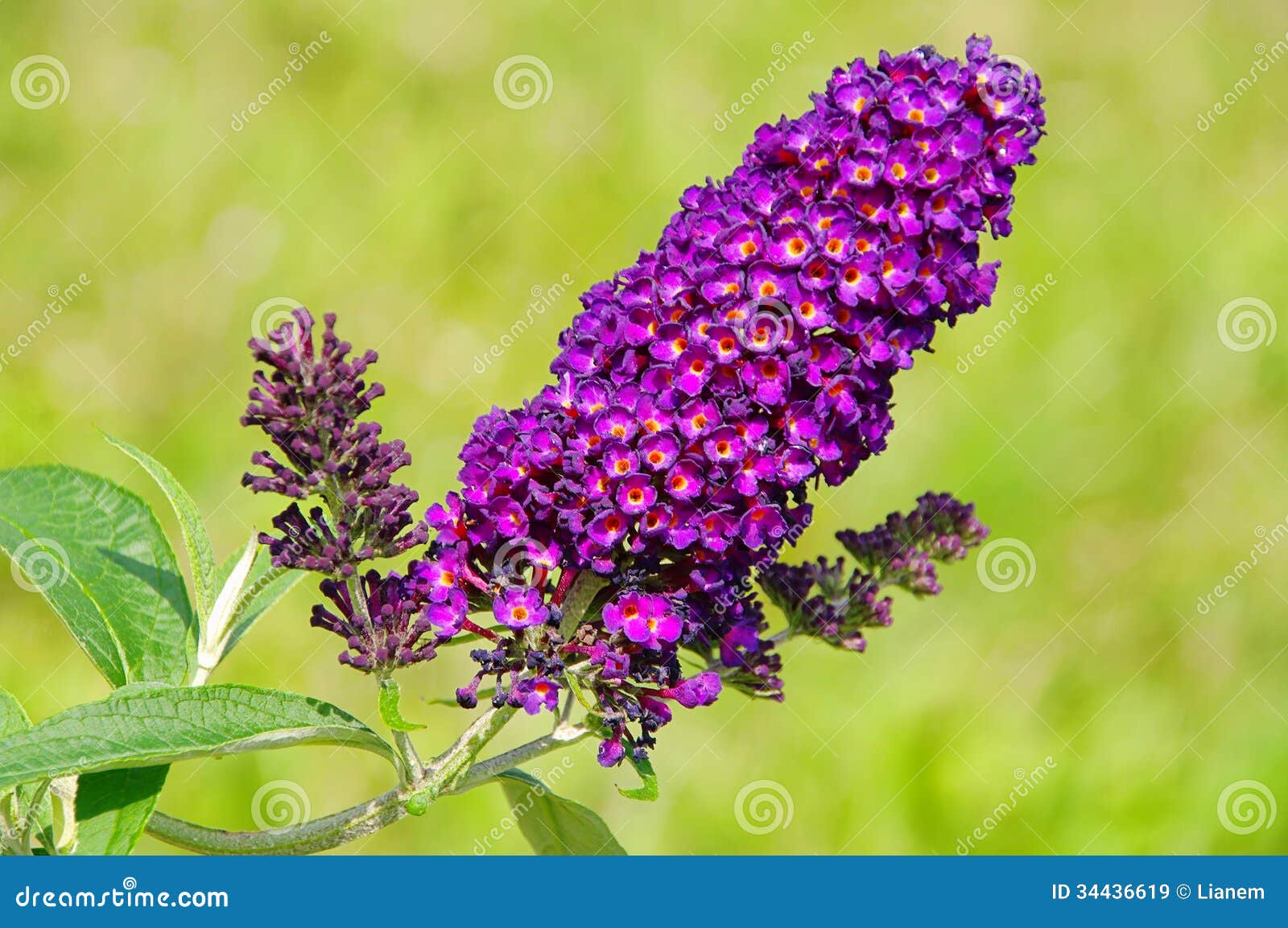 Butterfly Bush, Violet Butterfly Bush, Summer Lilac, Butterflybush, Orange Eye (Buddleja