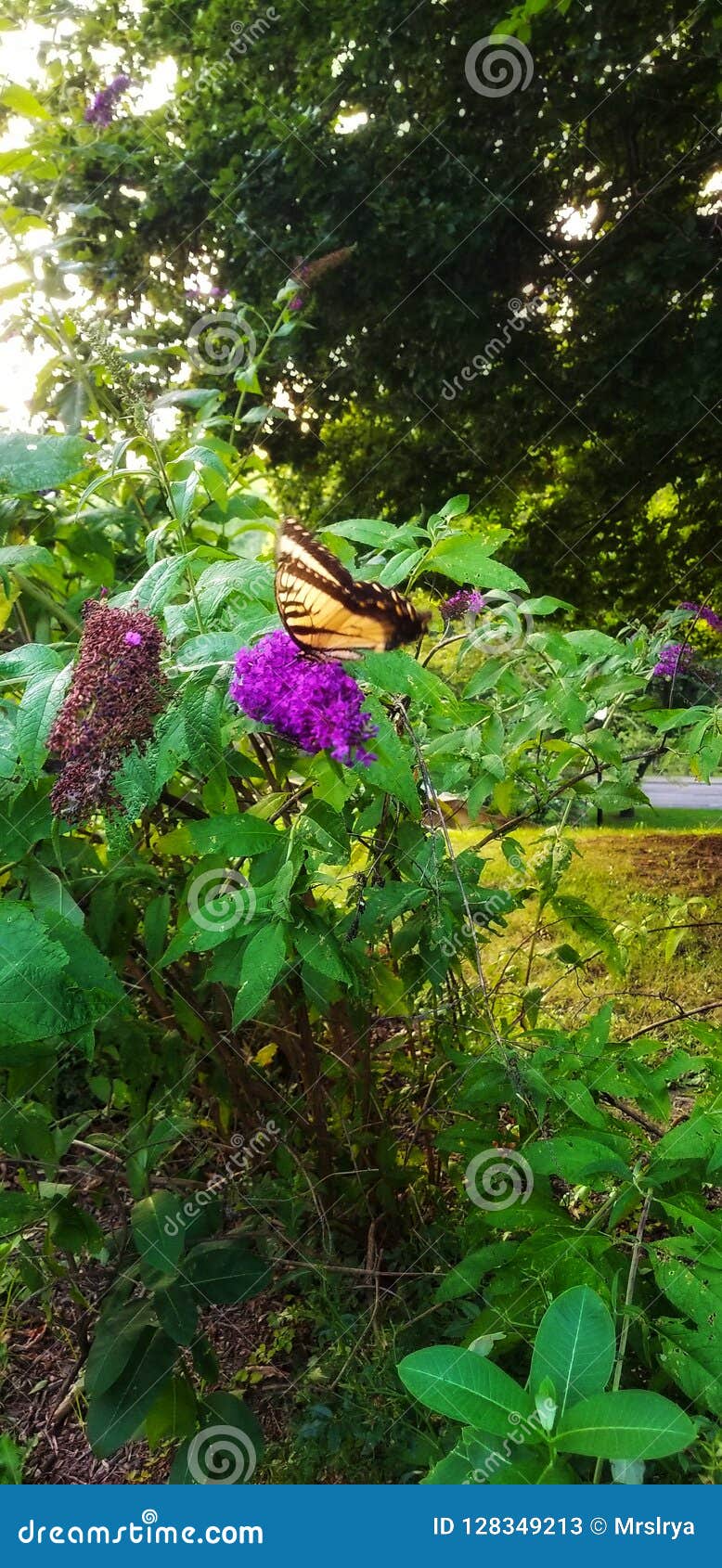 Butterfly Sitting on a Purple Flower in Cleveland, Ohio Stock Image