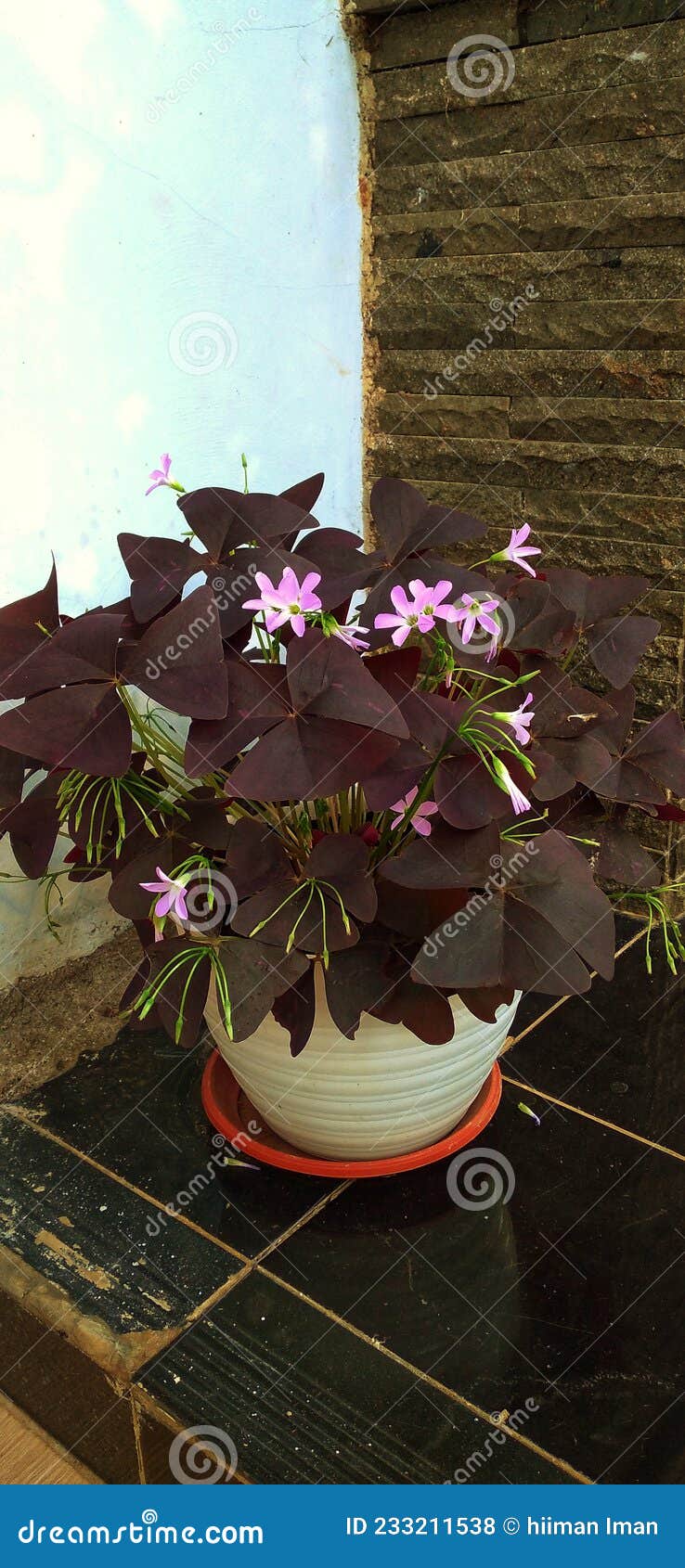butterfly calincing, red calincing, purple calincing or butterfly flowers are one of the ornamental plants