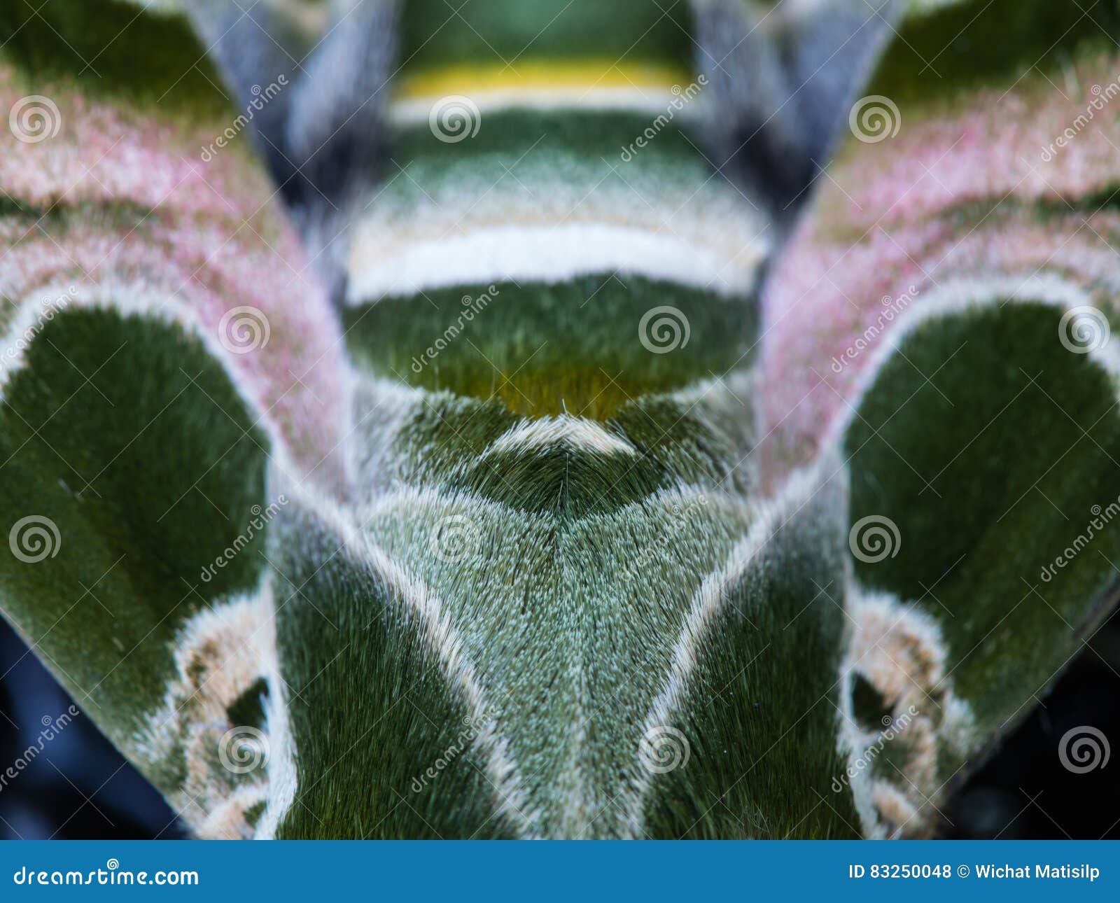 Butterfly Camouflage RoyaltyFree Stock Photography