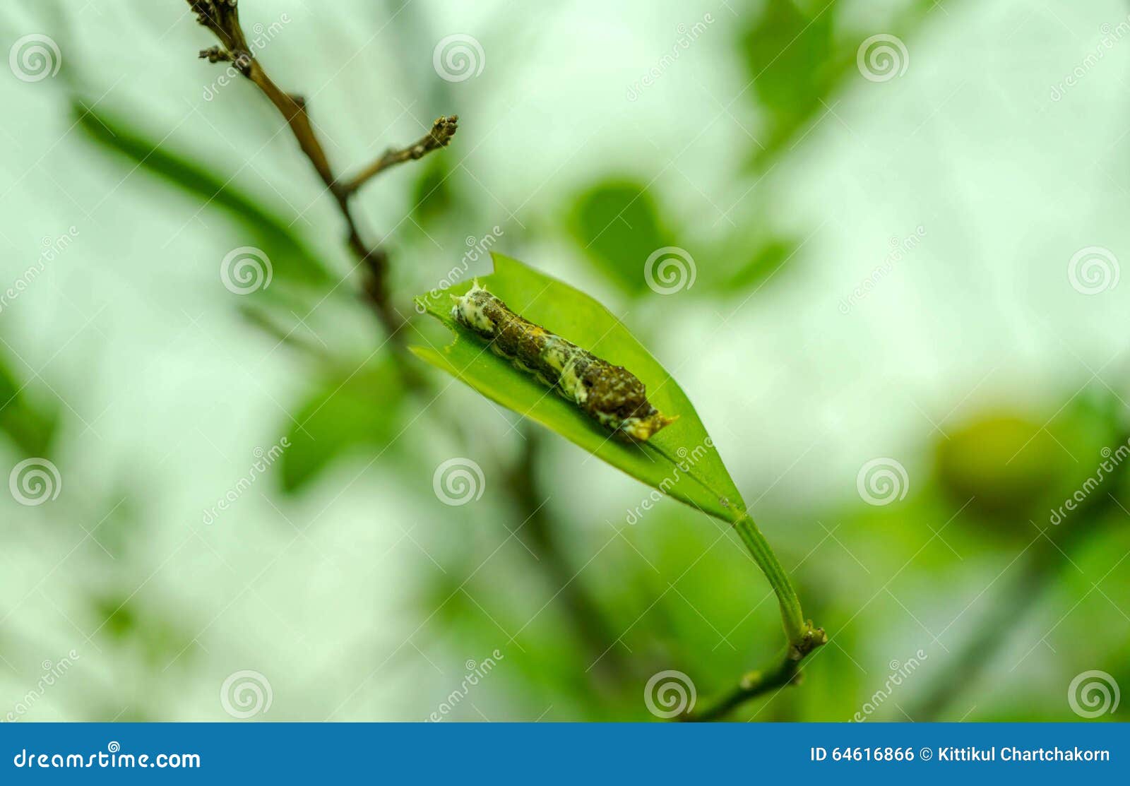 Butterfly Caterpillar on Lemon Tree, Close Up Stock Photo Image of
