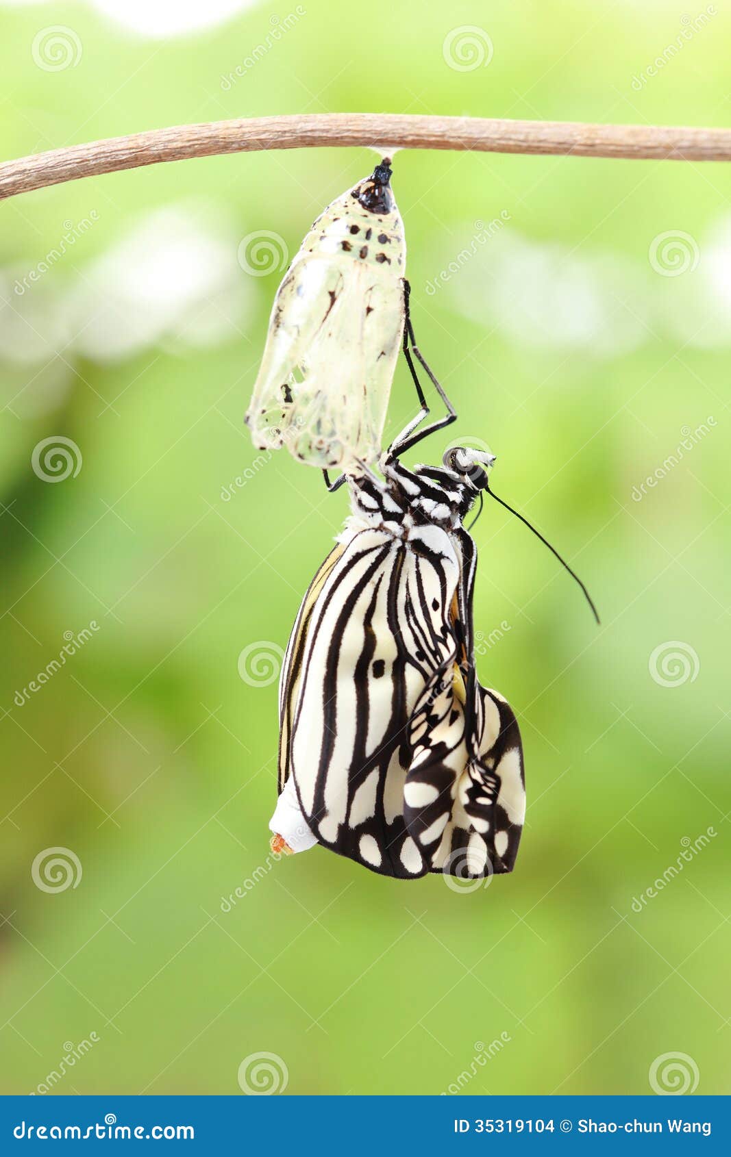 Butterfly Change Form Chrysalis Stock Photo Image of morph, larva 35319104