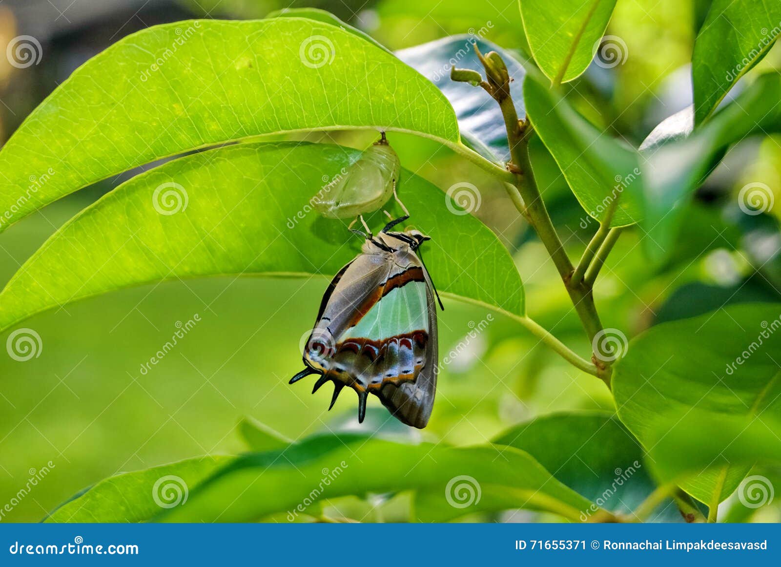 Butterfly Change Form Chrysalis Stock Image Image of biology, fresh 71655371