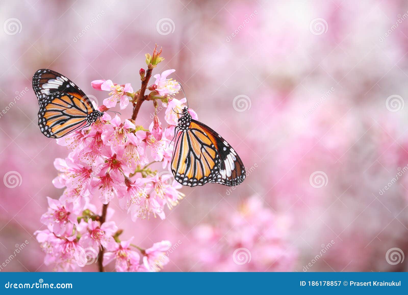 Butterfly on Cherry Blossom Flower Stock Image Image of wing, black
