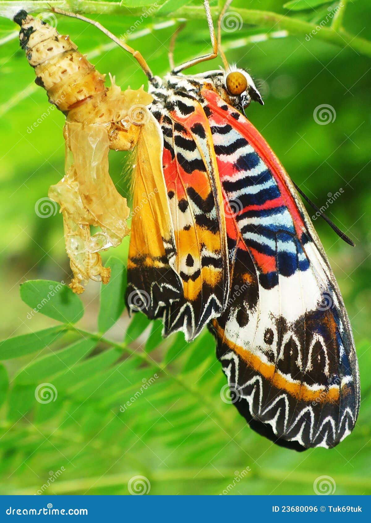 Butterfly Chrysalis stock photo. Image of closeup, morph - 23680096