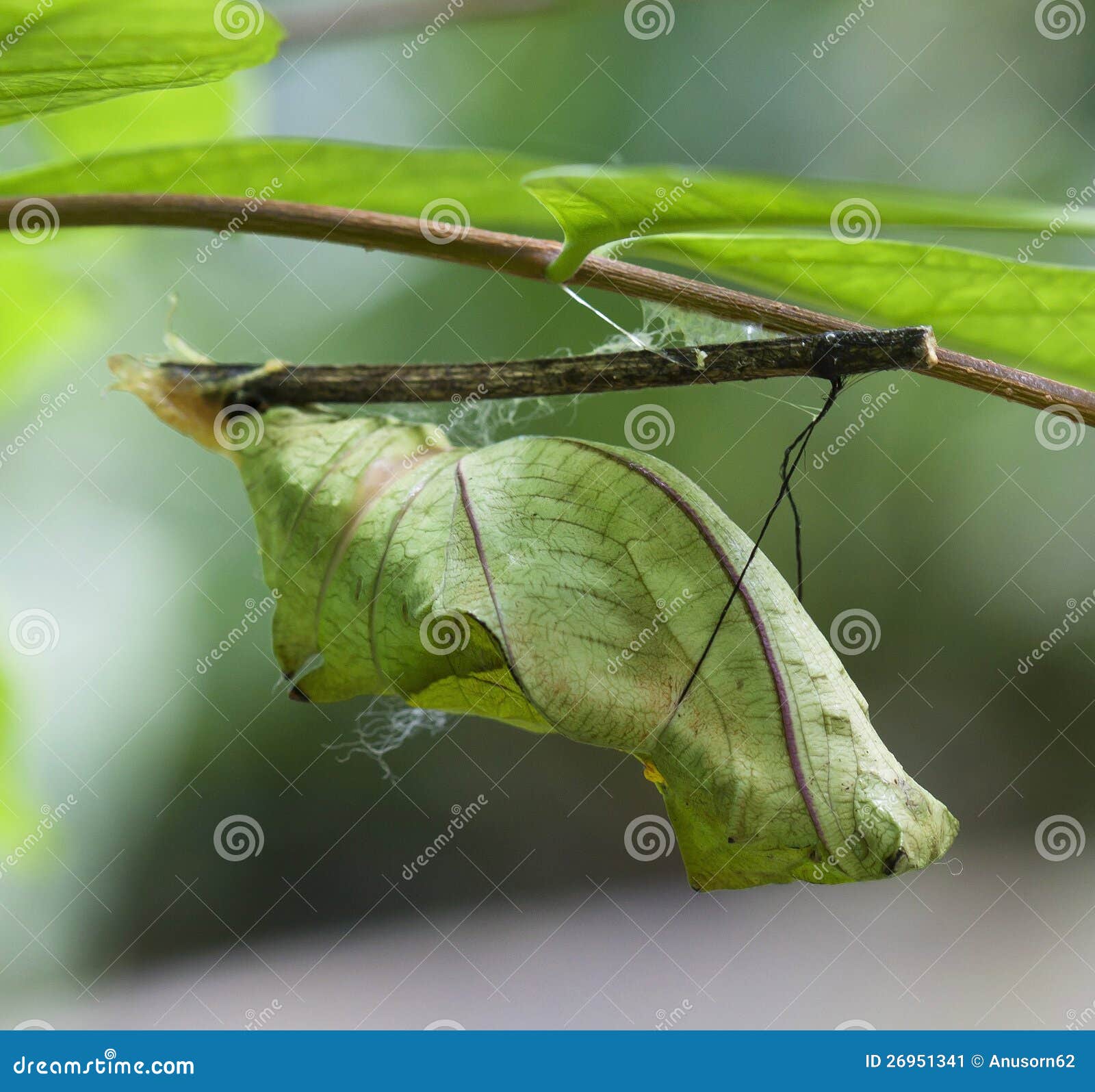 Butterfly chrysalis stock image. Image of metamorphose 26951341