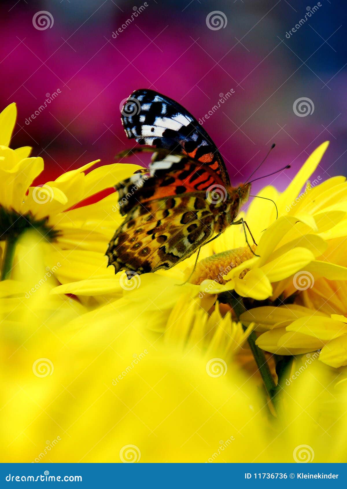Butterfly on chrysanthemum stock photo. Image of fresh 11736736