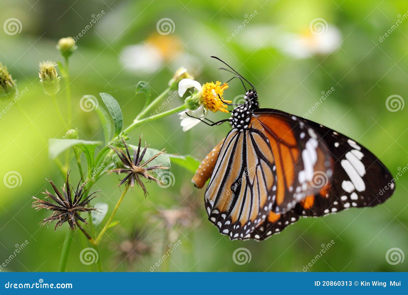Butterfly and Chrysanthemum Stock Image Image of green, beautiful