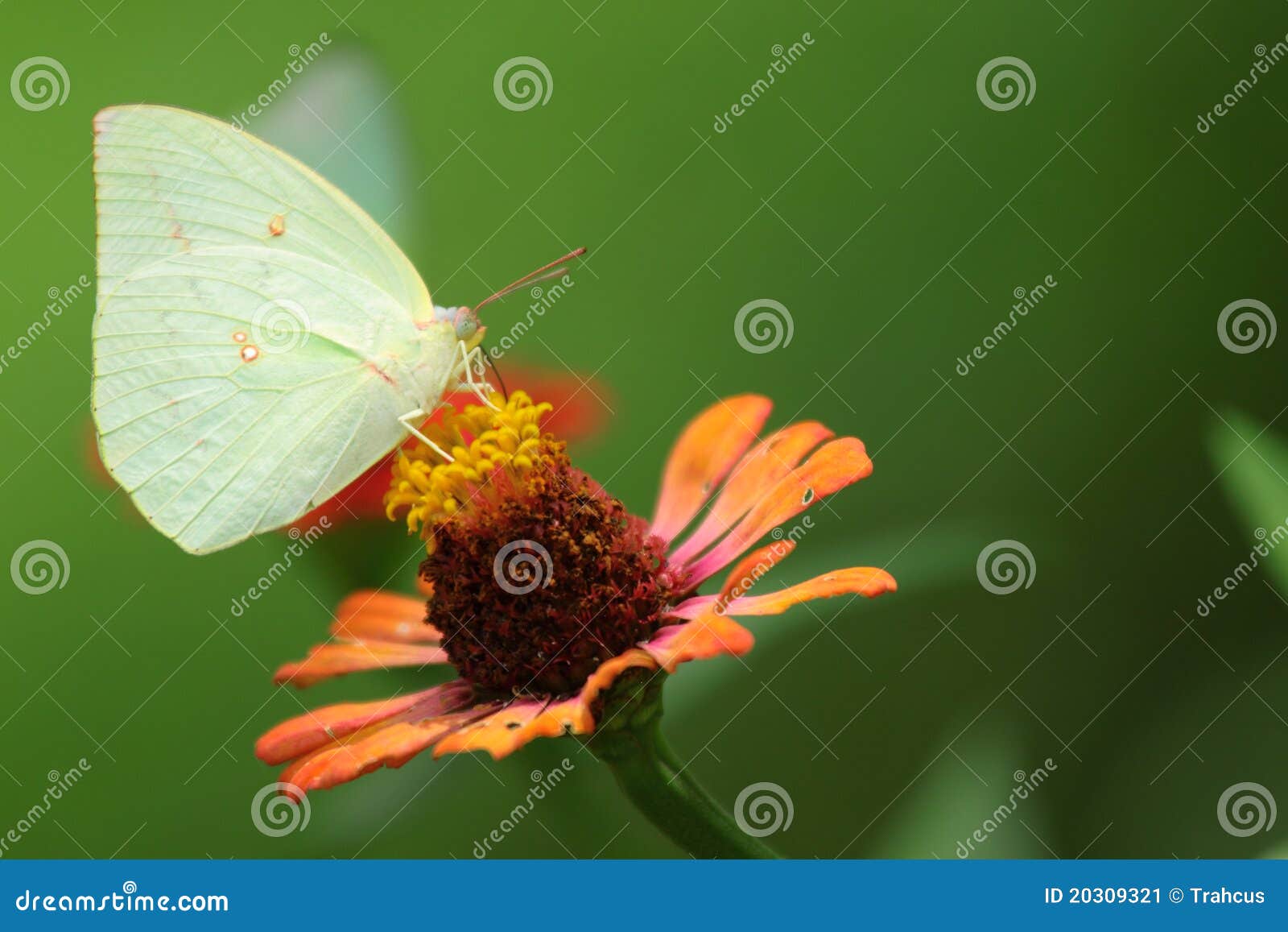Butterfly and Chrysanthemum Flower Stock Image Image of flower