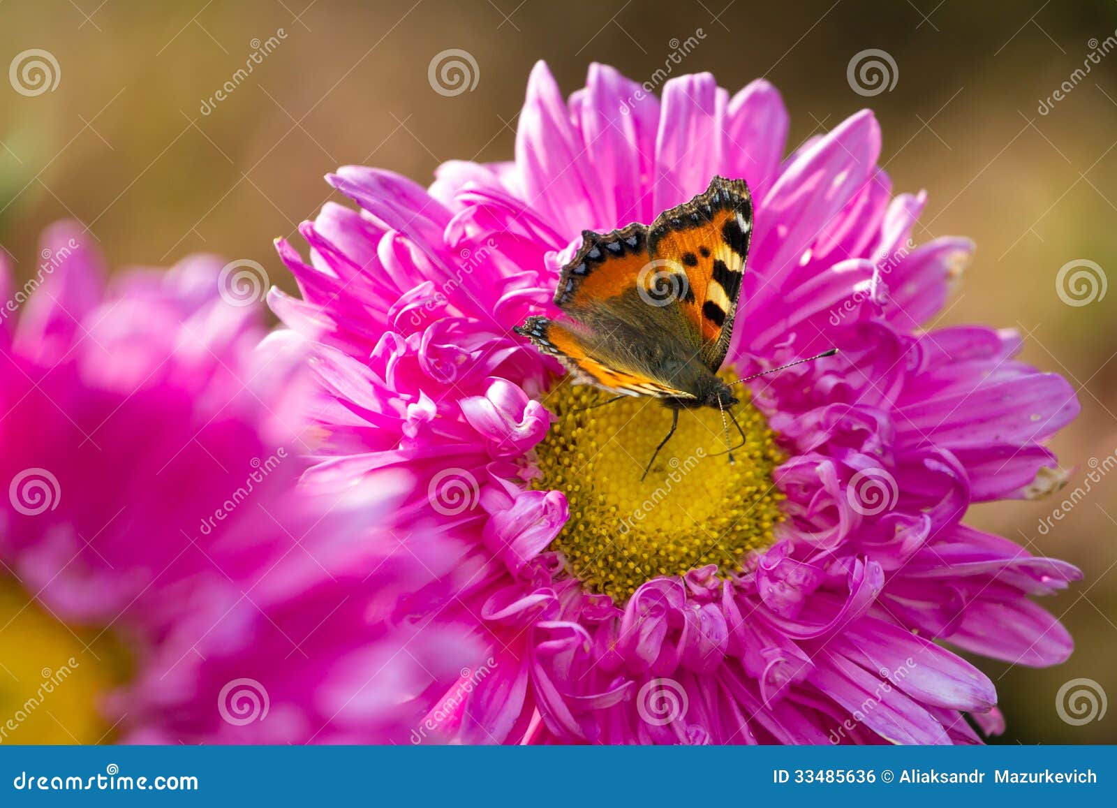 Butterfly on a Chrysanthemum Flower Stock Photo Image of fauna