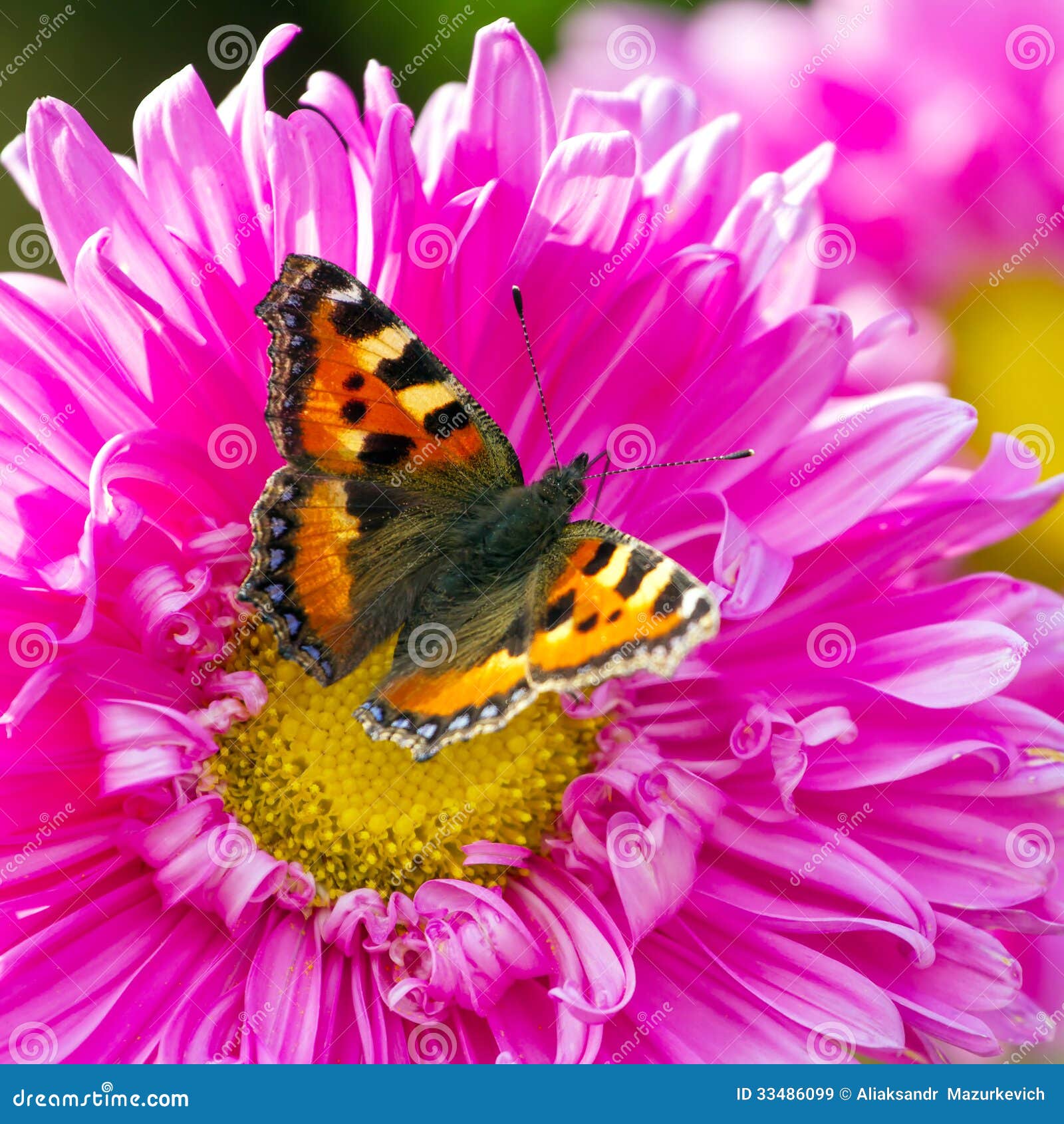 Butterfly on a Chrysanthemum Flower Stock Image Image of colorful