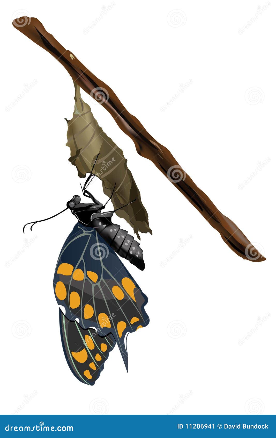 Butterfly On A Cocoon Stock Image Image 11206941