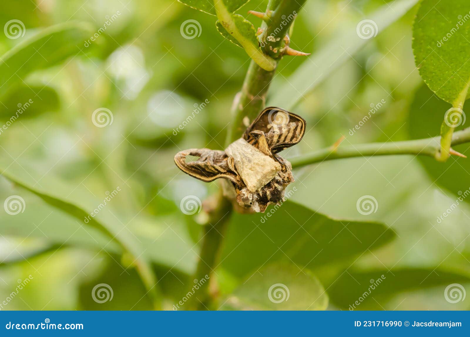 Butterfly Cocoon Head stock photo. Image of outdoors 231716990