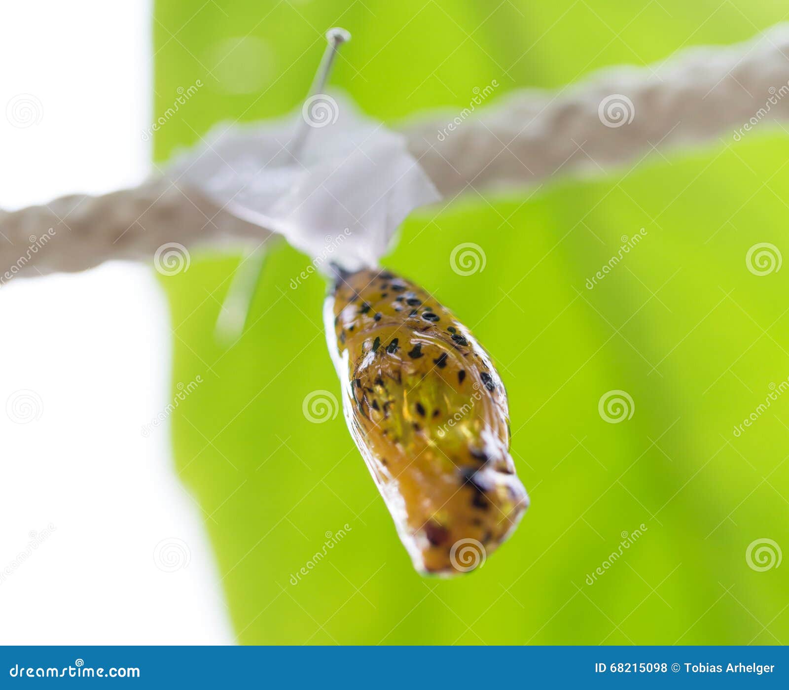 Butterfly cocoon stock photo. Image of dolls, shot, open 68215098