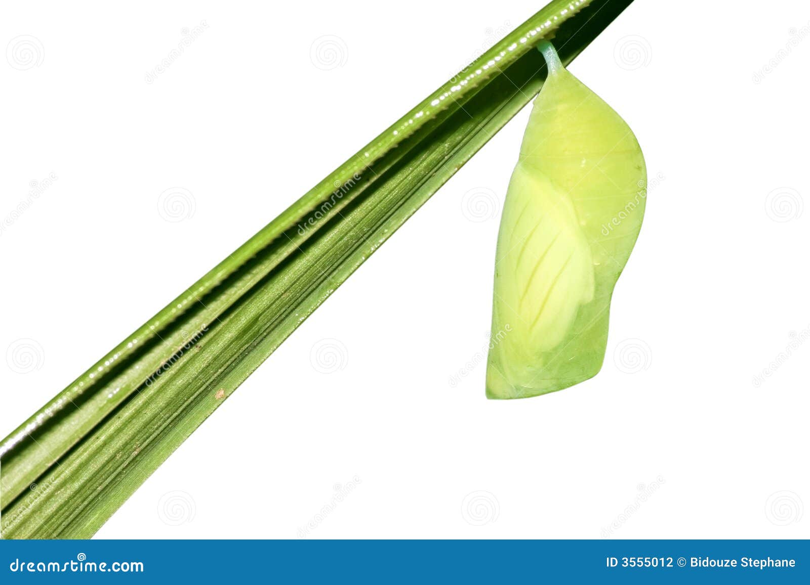 Butterfly cocoon on white stock photo. Image of butterfly 3555012