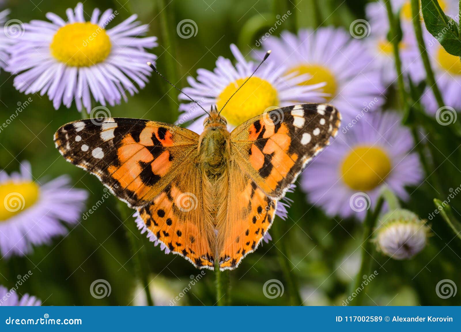 Butterfly Collects Nectar from Purple Flowers Stock Image - Image of ...