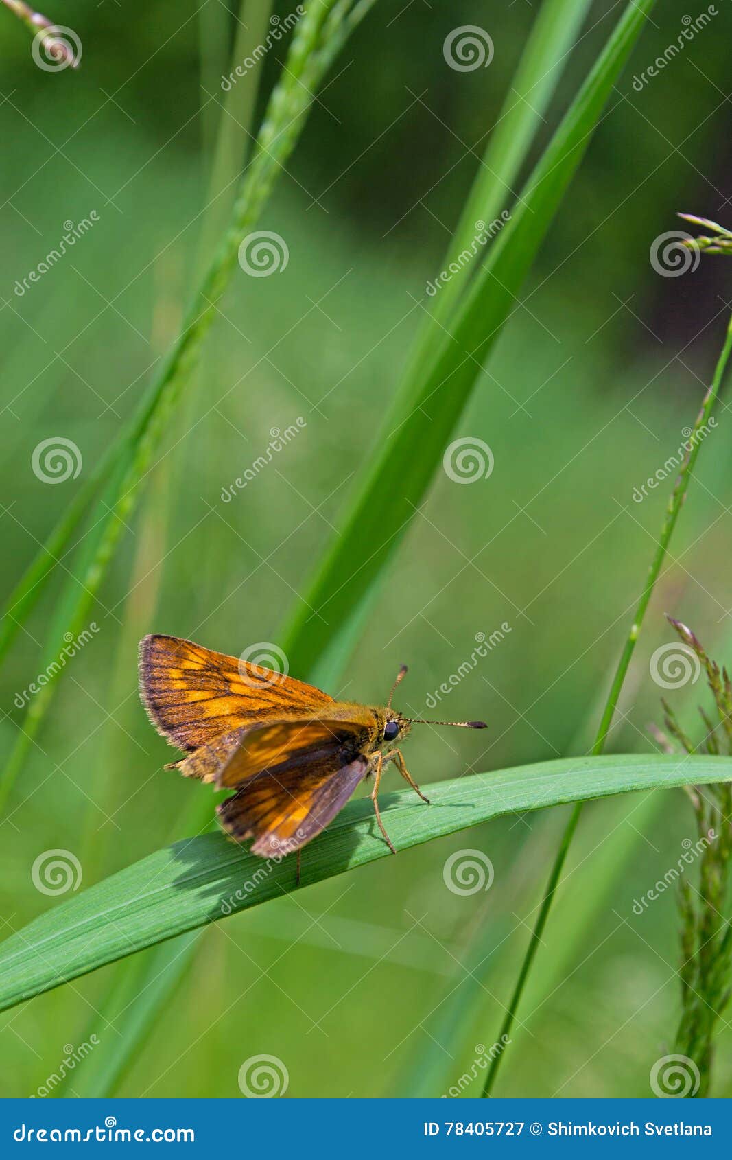 butterfly comma skipper hesperia comma (linnaeus)