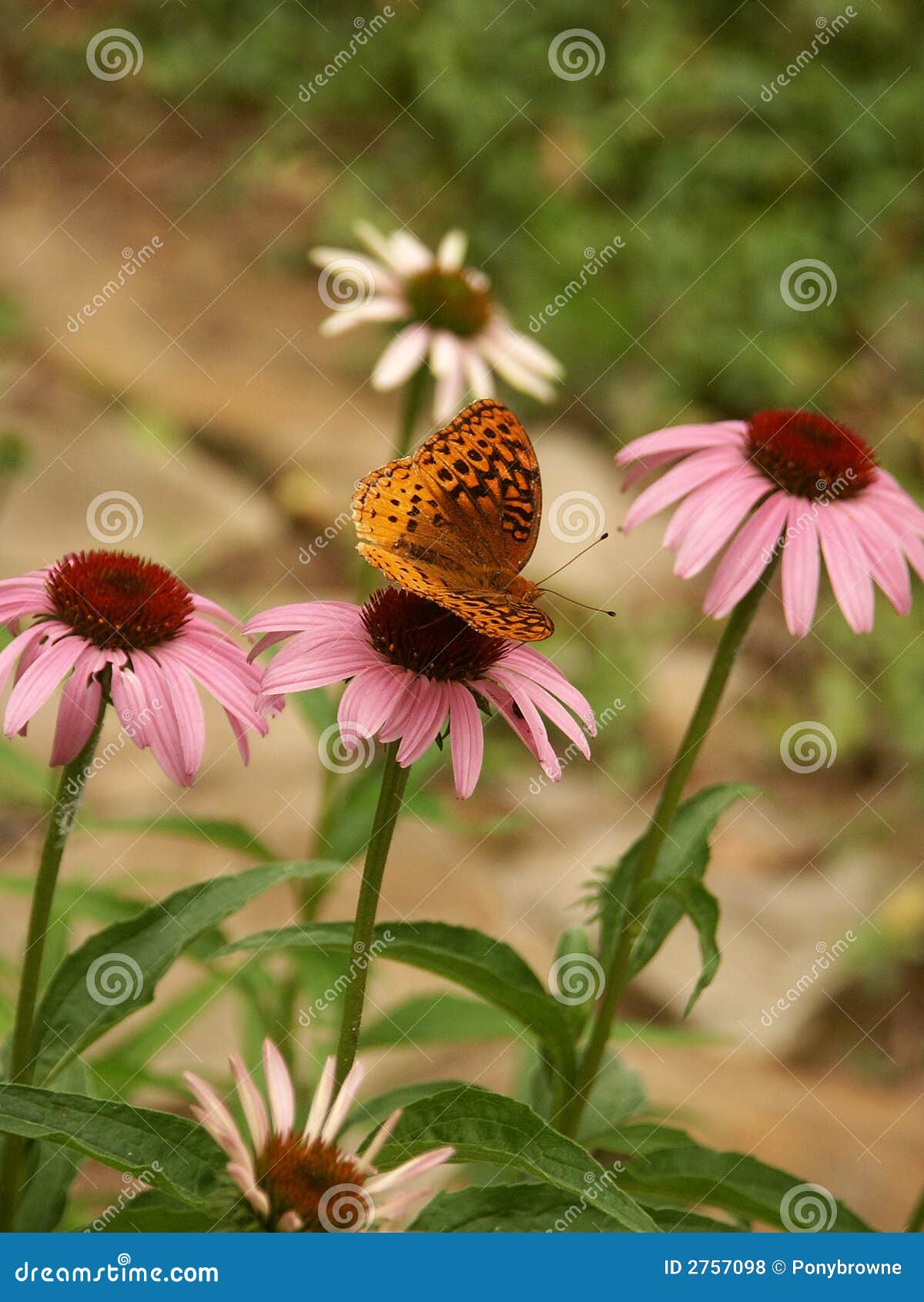 Butterfly on coneflower stock photo. Image of coneflower 2757098