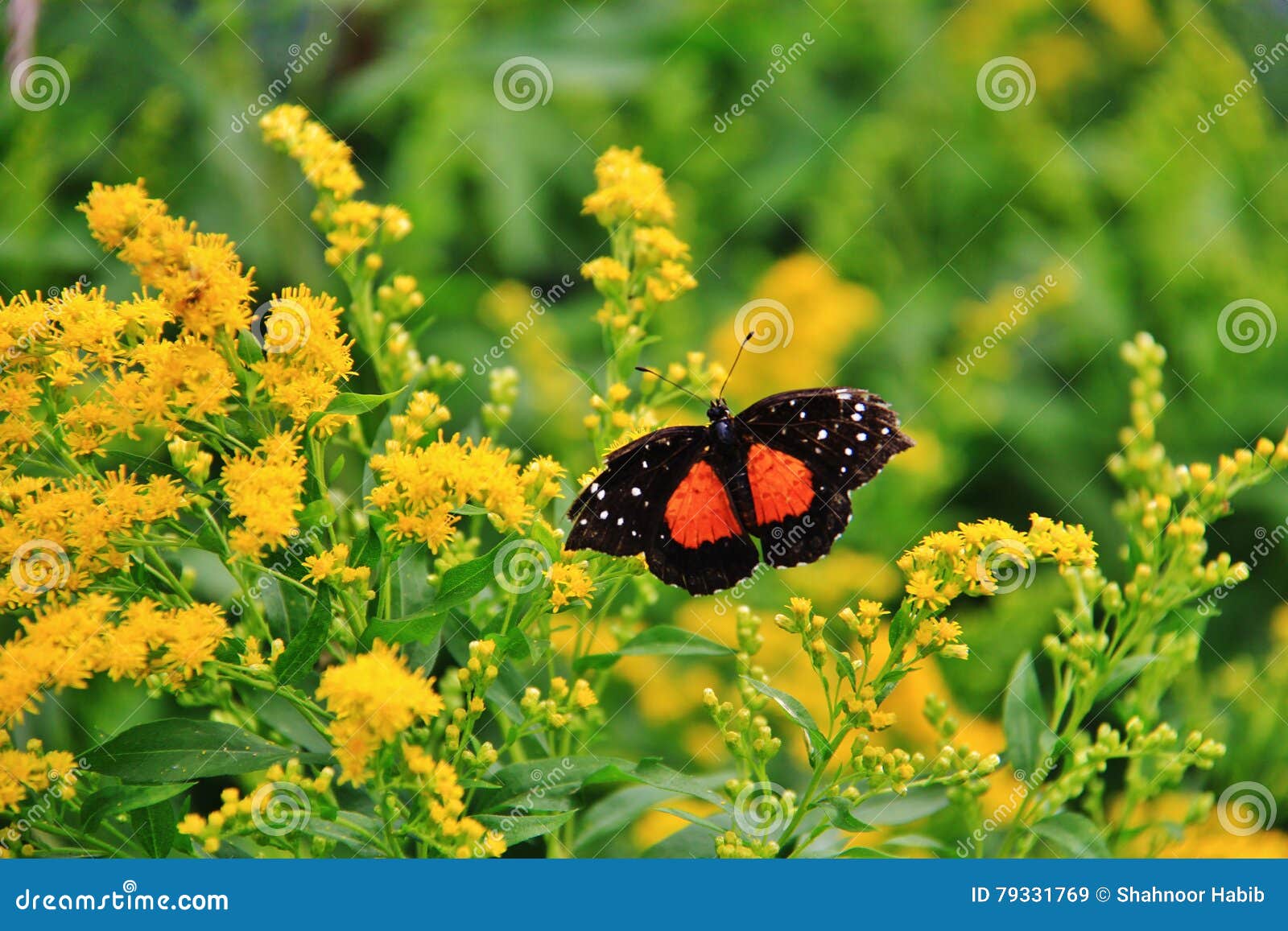 Butterfly Conservatory , Assiniboine Park Zoo , Winnipeg Stock Image