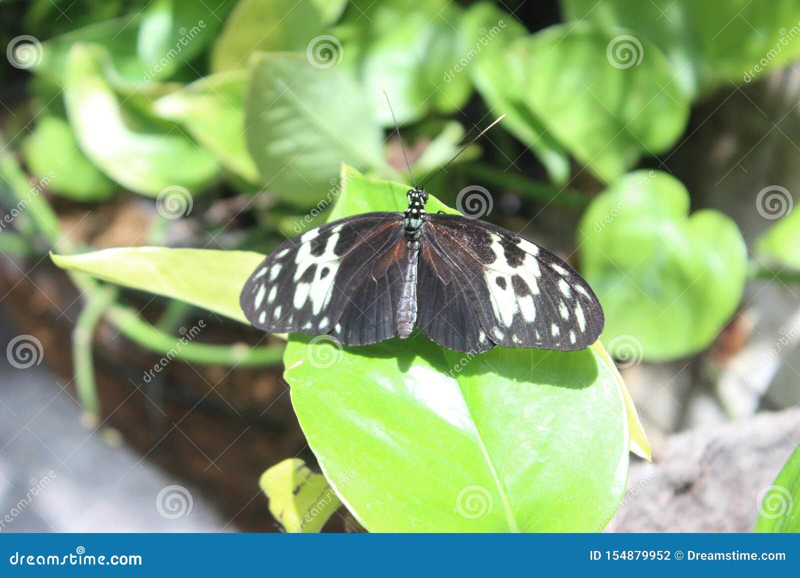 Butterfly Conservatory Near Niagara Falls In Canada Stock Photo - Image of butterflies, insect ...