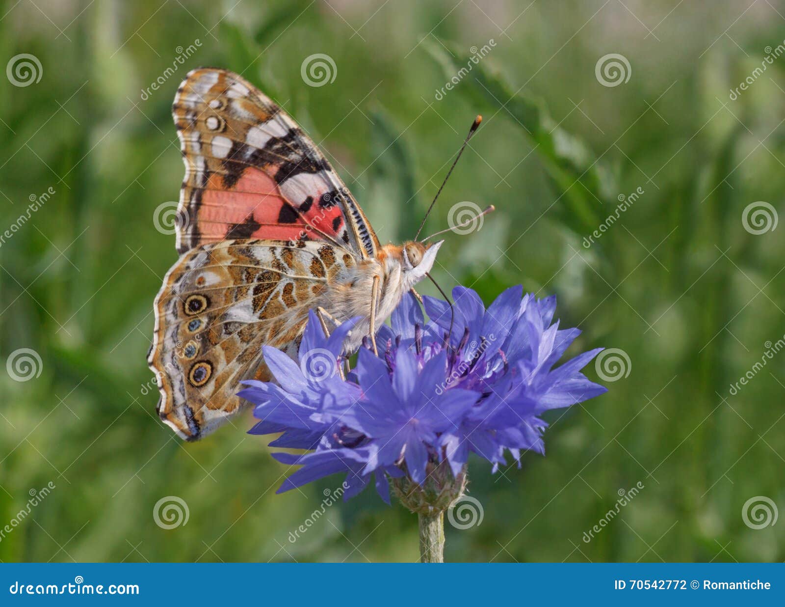 Butterfly on cornflower stock photo. Image of close, brown 70542772