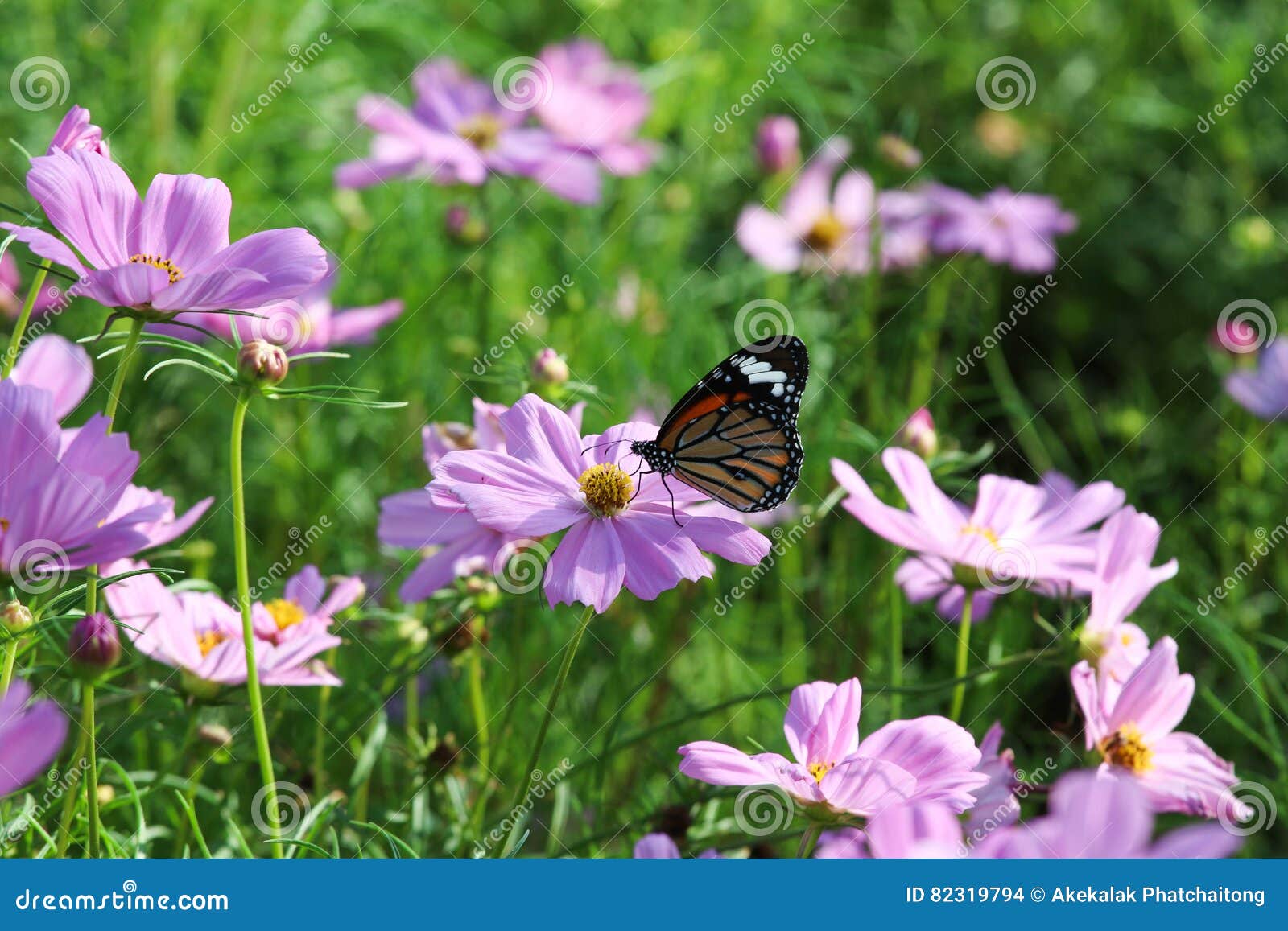Butterfly and Cosmos Flower. Stock Photo Image of butterfly, garden 82319794