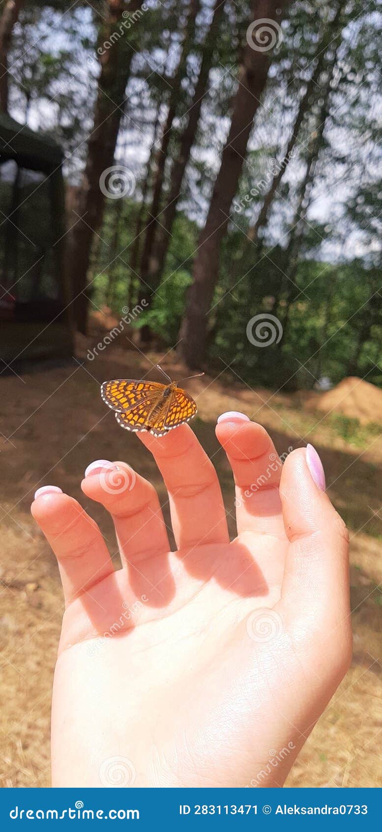 Butterfly stock image. Image of butterfly, insect, yellow 283113471