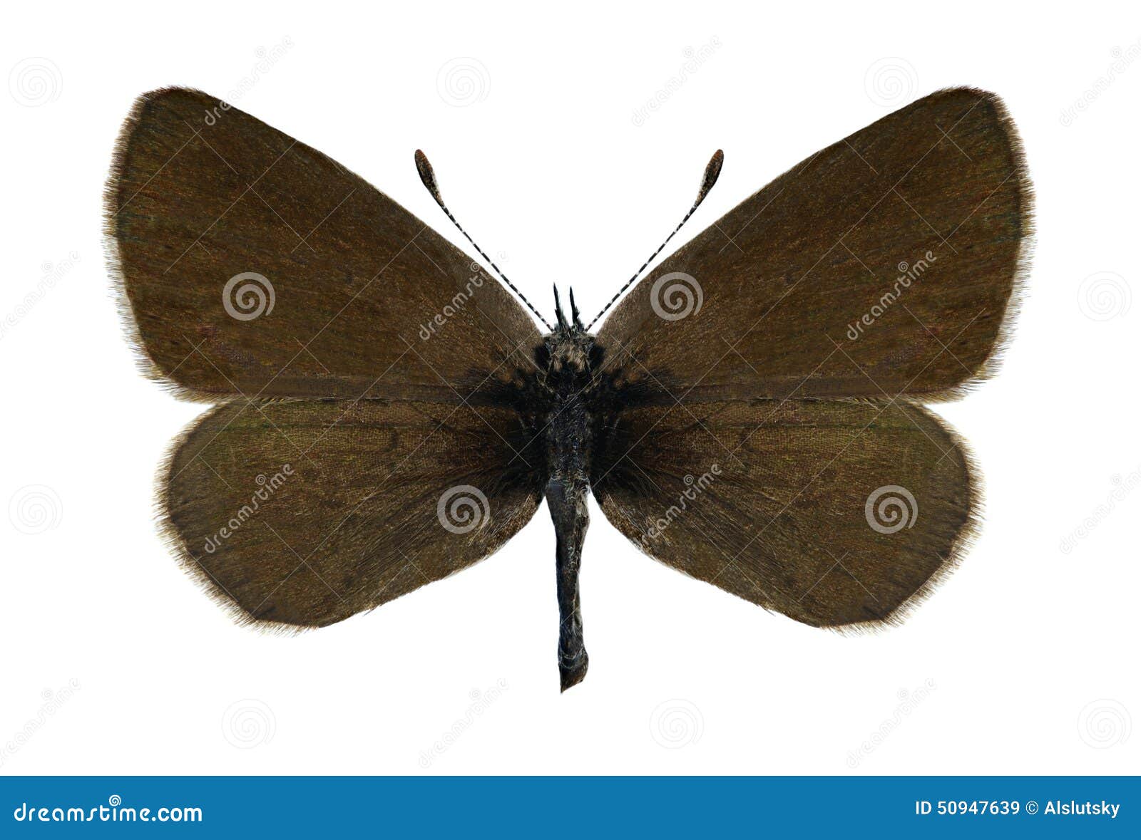 butterfly cupido minimus (female)