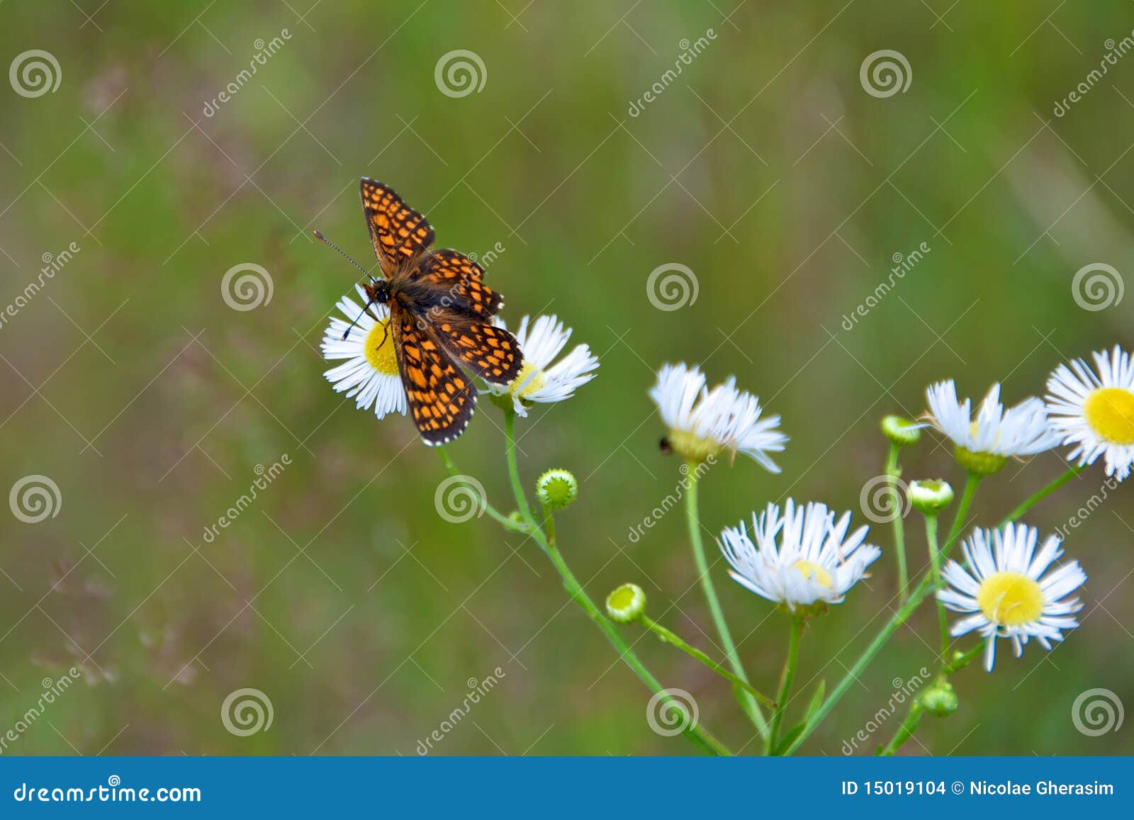 Butterfly on daisies stock photo. Image of nature, flowers 15019104