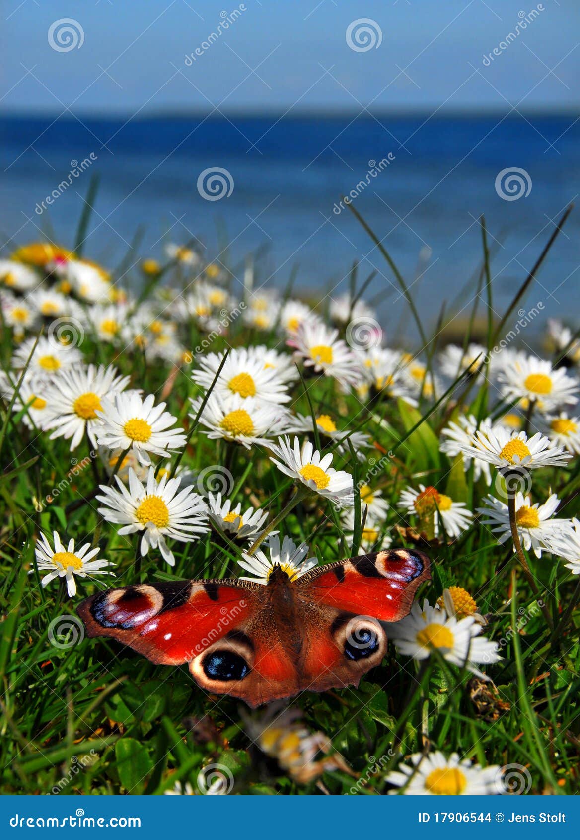 Butterfly on daisies stock photo. Image of background 17906544