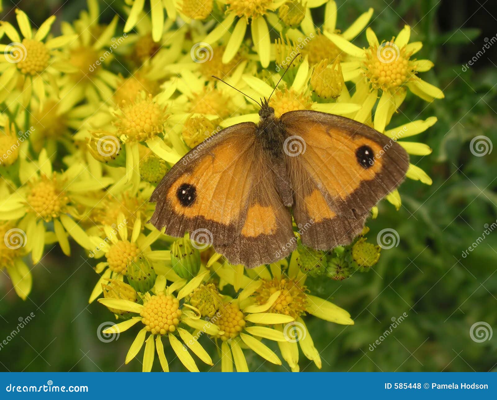 Butterfly on daisies stock photo. Image of wings, nature 585448