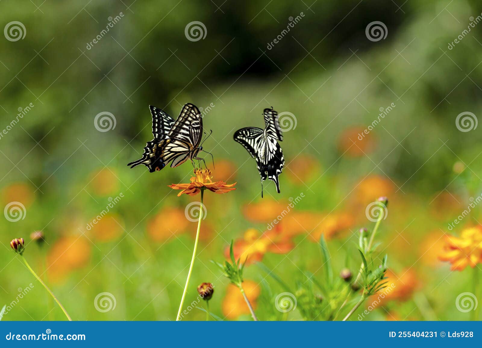 Butterfly dancing outdoors stock image. Image of yellow 255404231