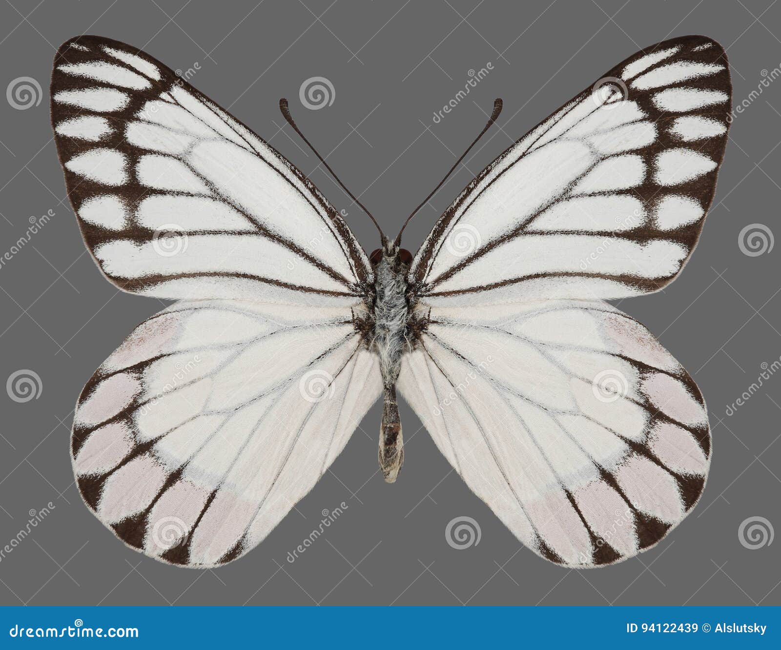 butterfly delias eucharis common jezebel