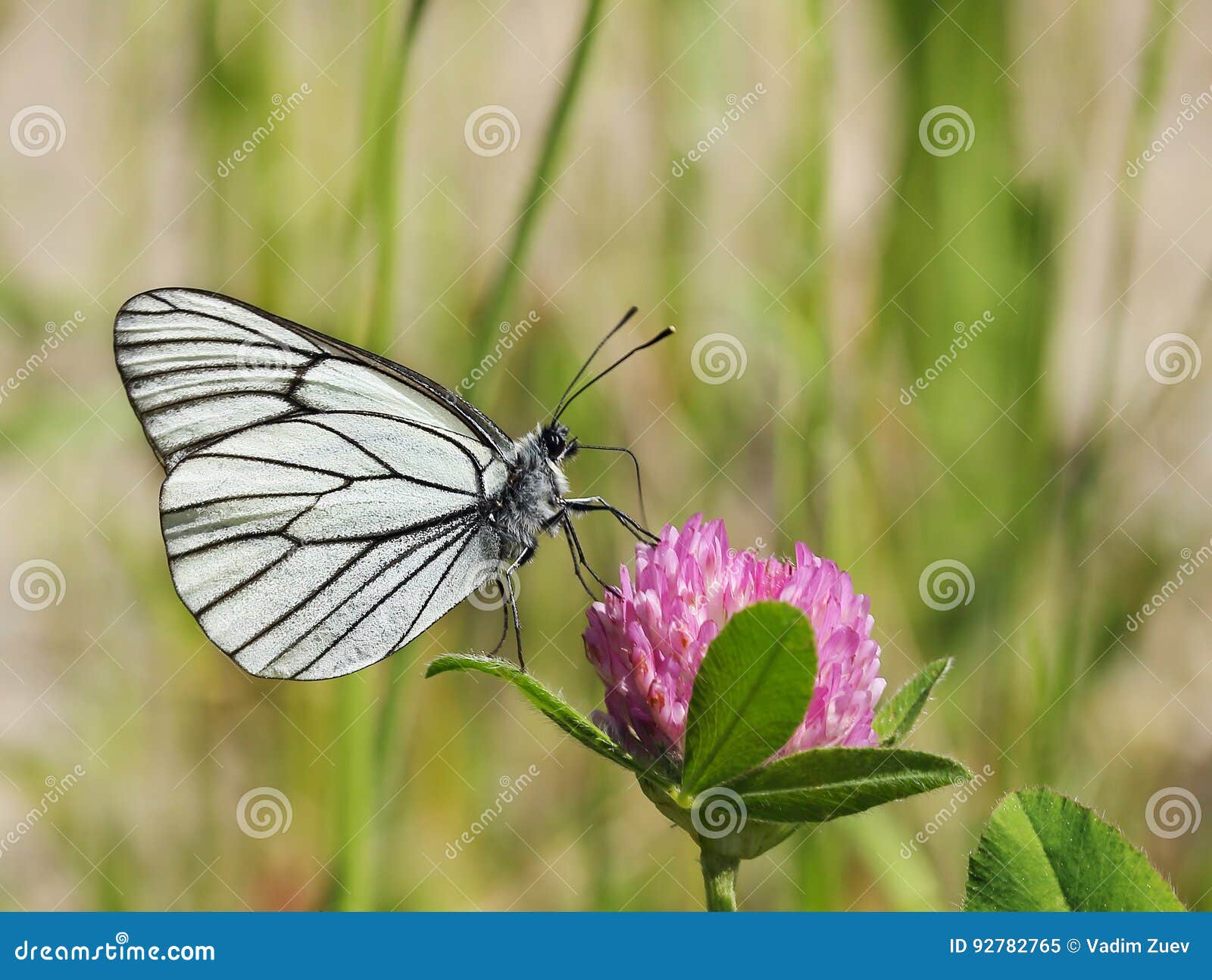 Butterfly is Drinking Nectar on a Clover Flower Stock Image Image of close, macro 92782765