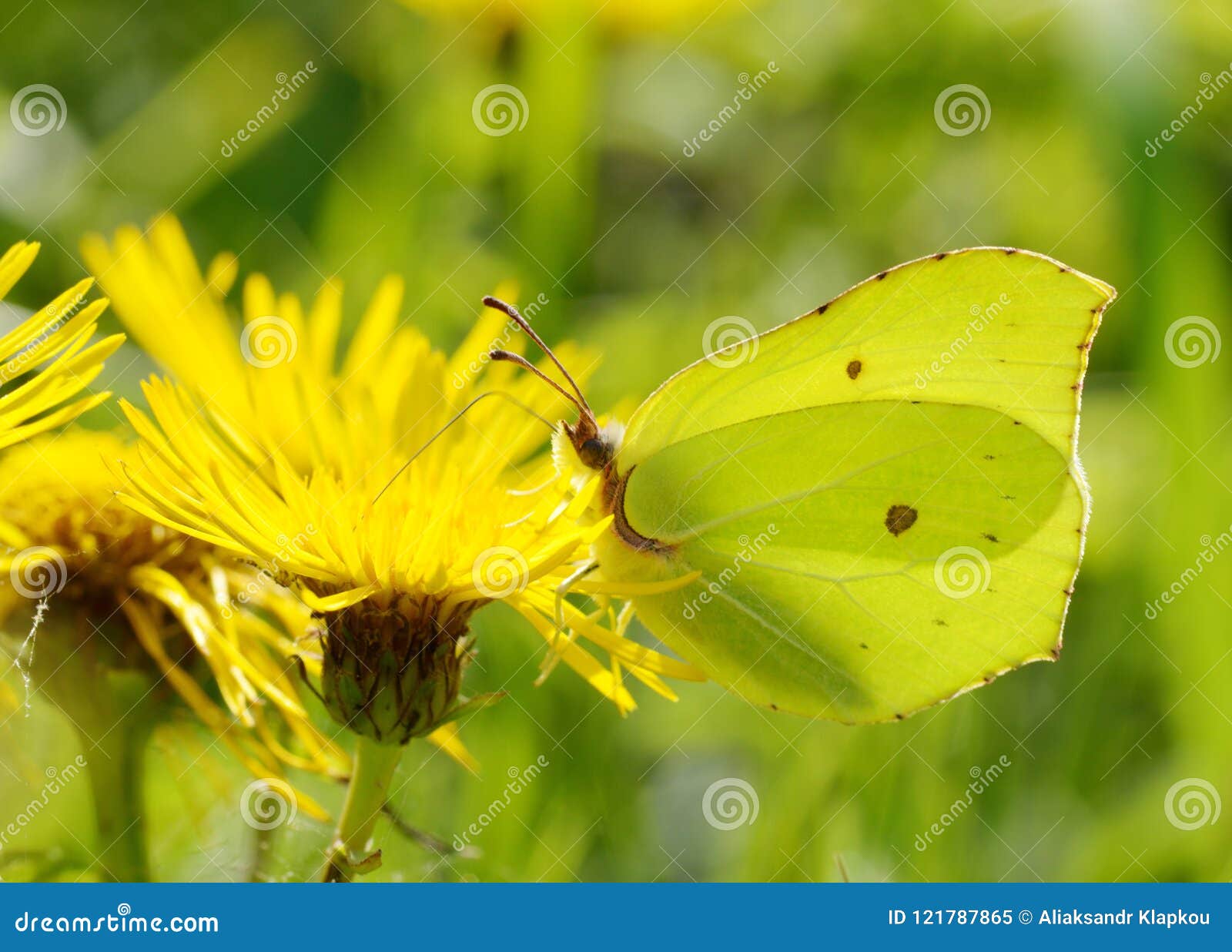 Butterfly Drinks Nectar from a Flower. Stock Image Image of orange