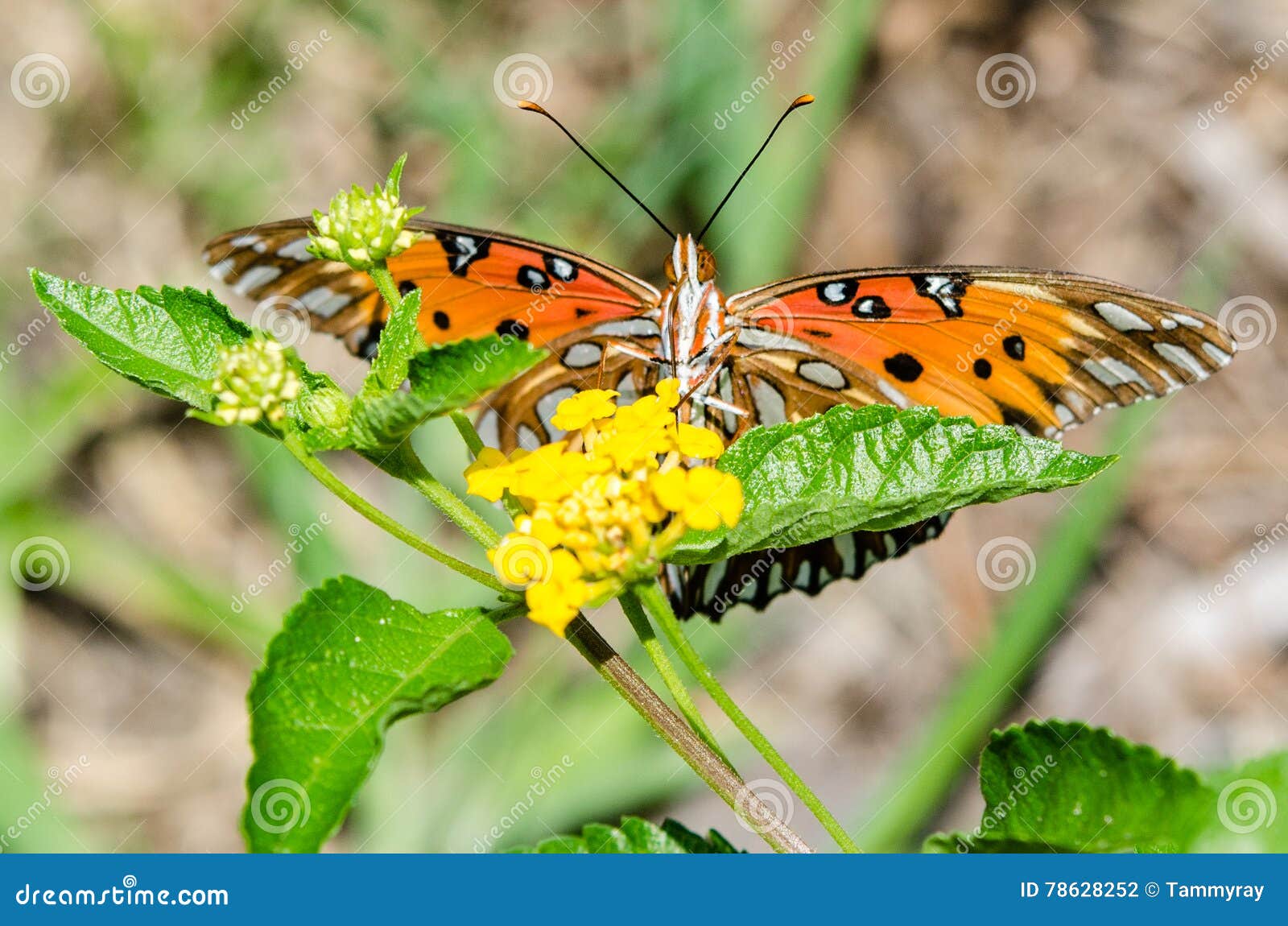 Butterfly Eating stock photo. Image of miniature, concept 78628252